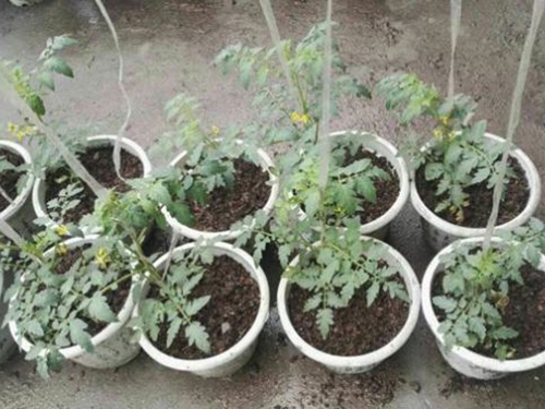 有机菌肥产品效果